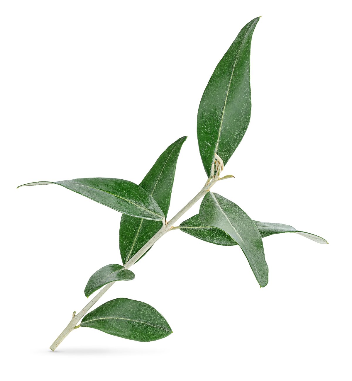 Fresh olive branch