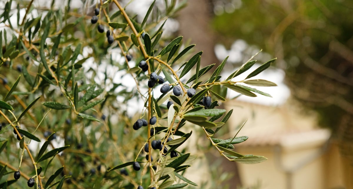 Close-up of olive tree branch with unripe black drupes and silvery leaves.